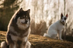 Kaksi koiraa iltavalossa
